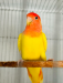Love bird